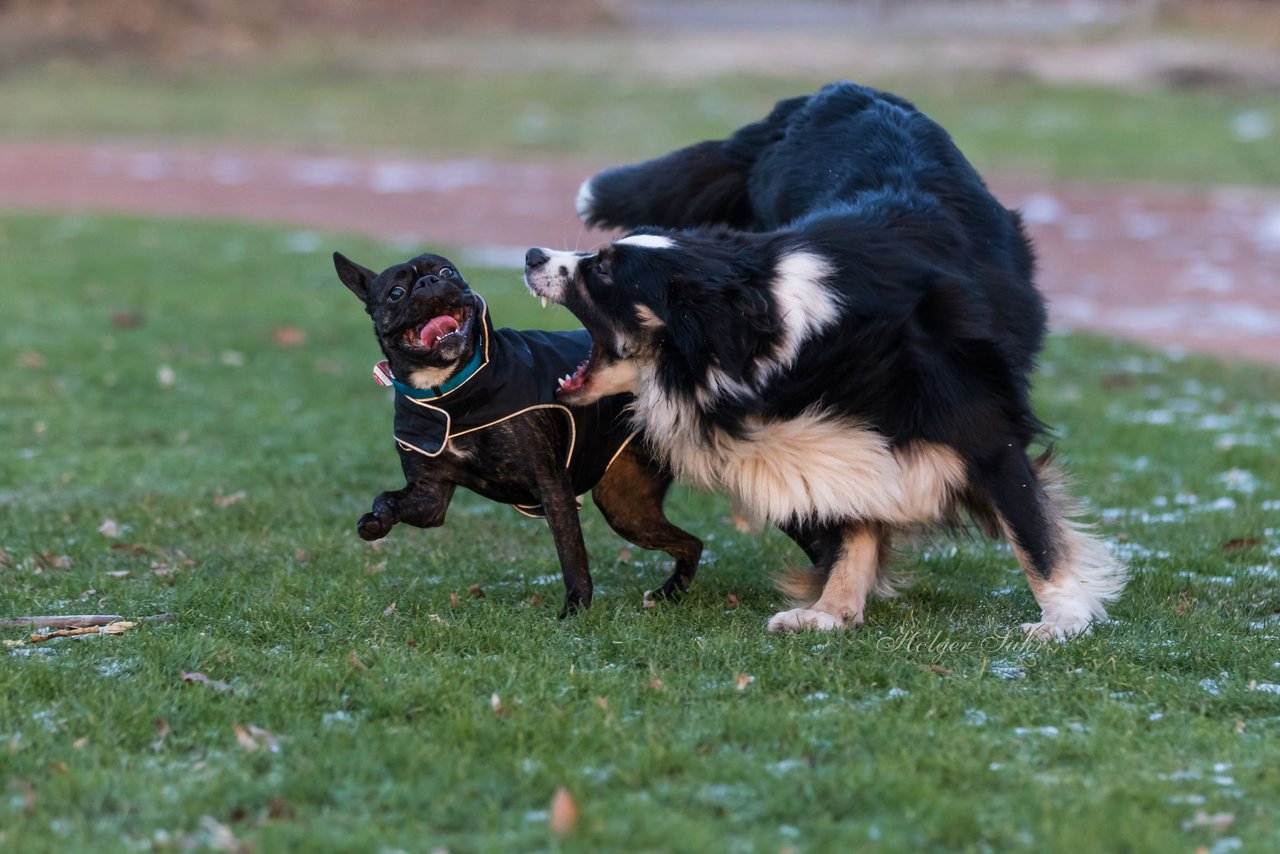 Bild 73 - Hundeshooting